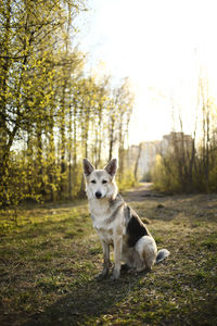 Portrait of a dog in the forest