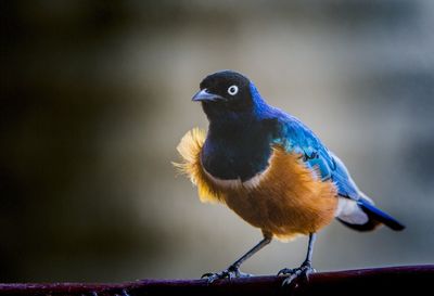 Close-up of bird perching on a branch