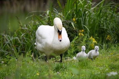 Close-up of swans on field by lake