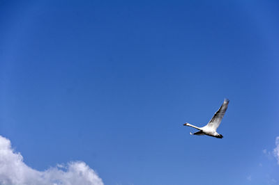 Low angle view of seagull flying in sky