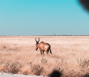 Horse standing in a field