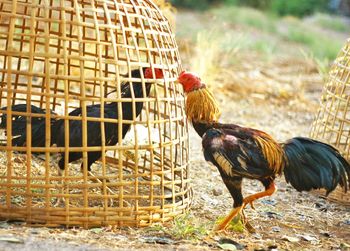 Horse in cage