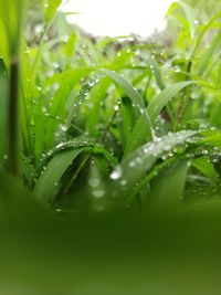 Close-up of wet plant leaves