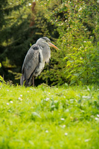 Close-up of gray heron in a meadow