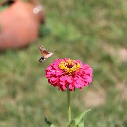 Close-up of moth flying near pink flower