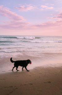 View of dog on beach