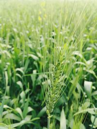 Close-up of plants growing in field