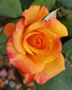 Close-up of rose flower