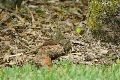 Close-up of lizard on grass