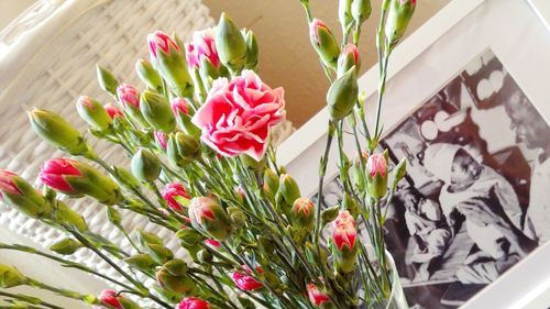 Close-up of pink flowers blooming outdoors