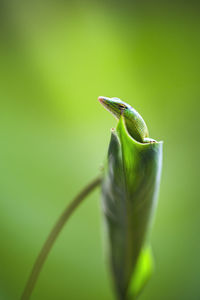 Close-up of a lizard on leaf