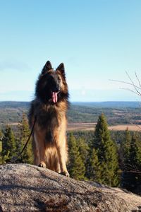 Dog on landscape against clear sky