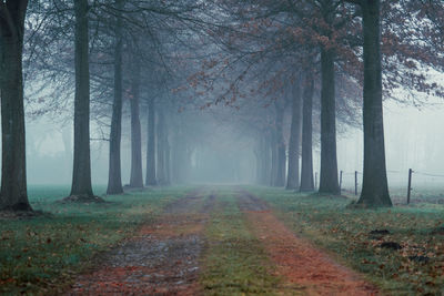 Dirt road amidst trees in forest during autumn