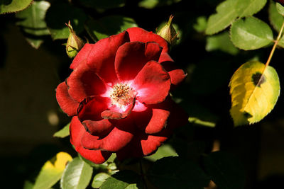 Close-up of red flowers blooming outdoors