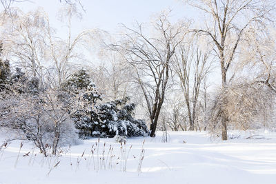 Beautiful sunny winter landscape of snow and ice covered trees and ornamental grass