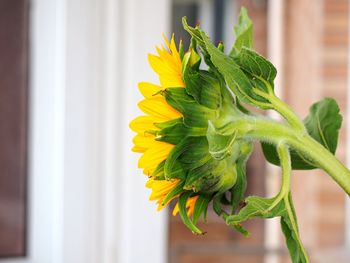 Close-up of sunflower