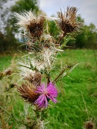 Close-up of thistle growing on field