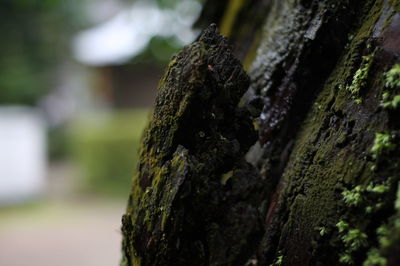 Close-up of moss on tree trunk