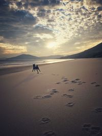 Dog running on shore of beach during sunset