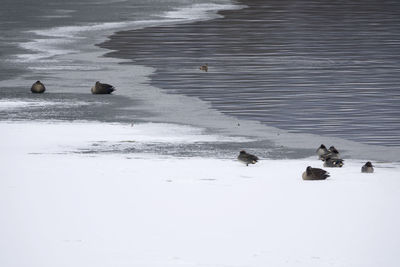 High angle view of ducks swimming on snow