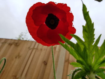 Close-up of red flowers