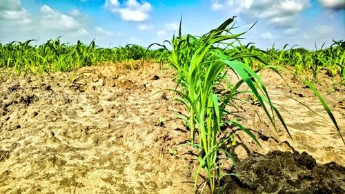 Plants growing on field against sky