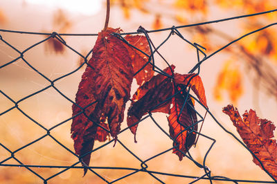 Close-up of dry maple leaves on metal fence