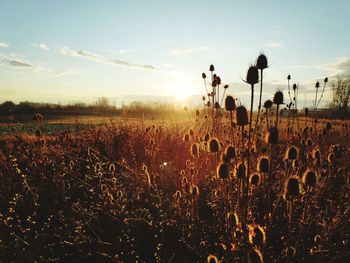 Plants on field against sky during sunset