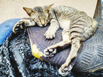 High angle view of cat sleeping