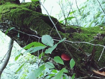 Trees growing in forest