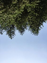 Low angle view of tree against clear sky