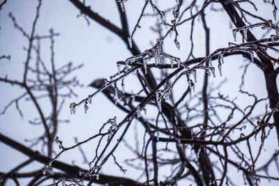 Low angle view of bare tree against sky