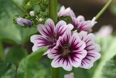 Close-up of pink flowers blooming outdoors