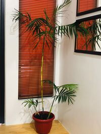 Potted plant by window in building