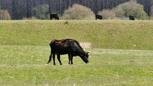 Calf grazing in a field