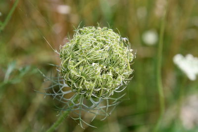 Close-up of succulent plant