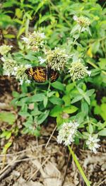 Close-up of butterfly on flower