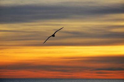 Silhouette bird flying over sea against orange sky