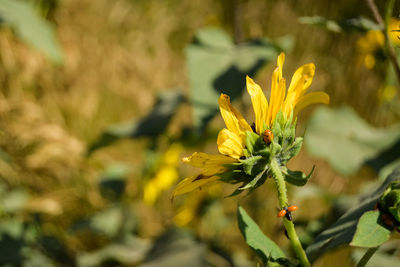 Close-up of yellow flowering plant