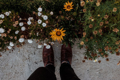 Low section of person standing on yellow flowering plants