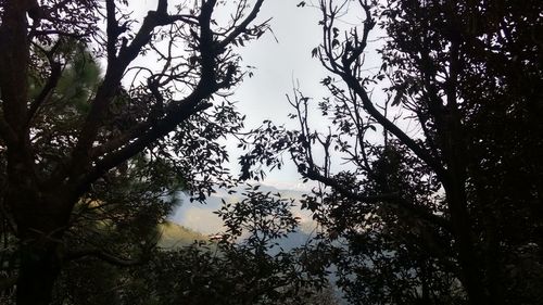 Low angle view of trees in forest against sky