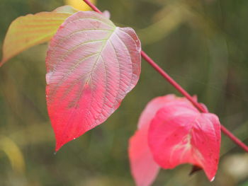 Close-up of pink flowering plant during autumn