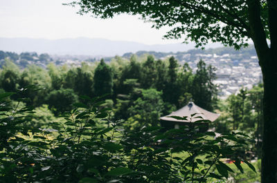 Trees and plants growing on land against sky