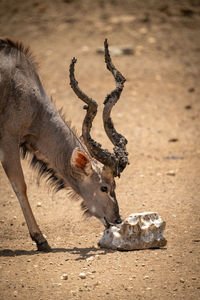 Close-up of male greater kudu licking salt