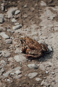 Gray frog sitting on another frog on the ground