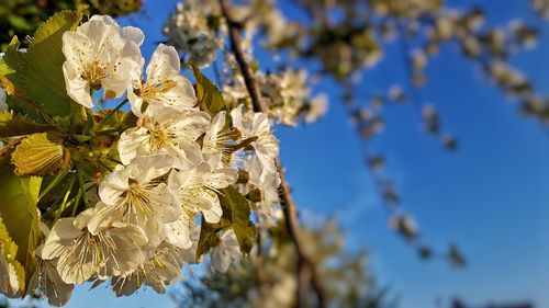 Low angle view of cherry blossoms against sky