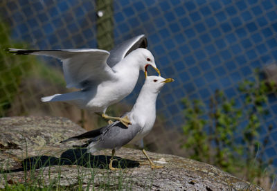 Common gulls in love mating