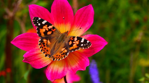 Close-up of butterfly pollinating on pink flower