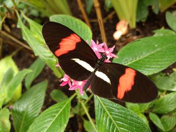 Close-up of butterfly pollinating on leaf