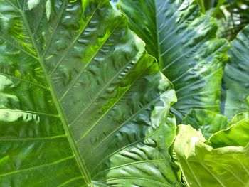 Close-up of fresh green leaves